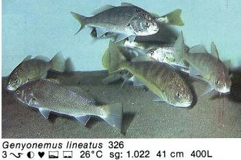 Genyonemus lineatus